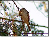 bird-watching-khor-kalba