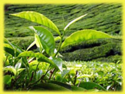 tea-plant